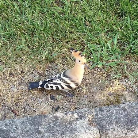 酒店 Casa Per Ferie Maria Assunta