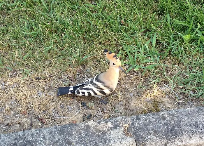Hotel Casa Per Ferie Maria Assunta